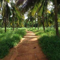  Agricultural Land for Sale in Thondamuthur Road, Coimbatore