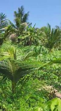  Agricultural Land for Sale in Aaryad, Alappuzha