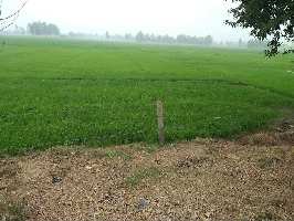  Agricultural Land for Sale in Amaria, Pilibhit