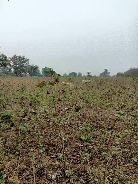 Agricultural Land 11 Acre for Sale in Katol, Nagpur