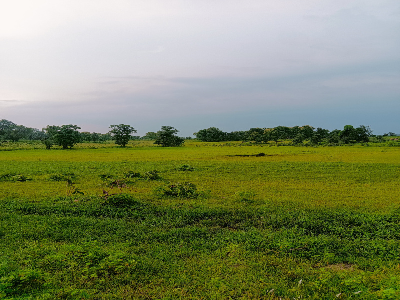  Agricultural Land 5 Acre for Sale in Katol, Nagpur