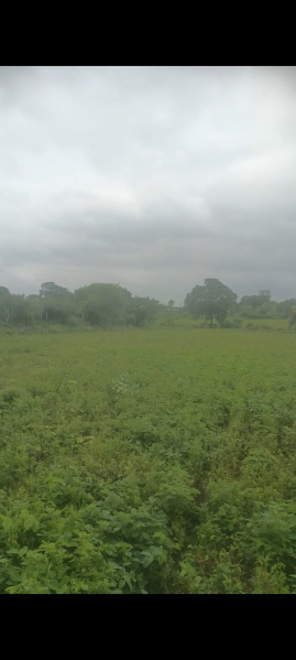  Agricultural Land 3 Acre for Sale in Nagpur Road, Wardha