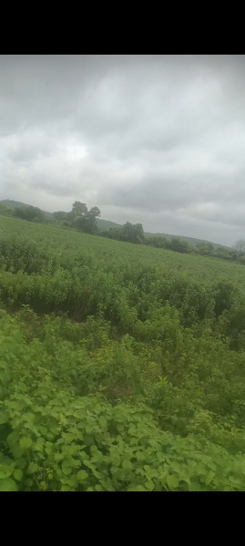  Agricultural Land 2 Acre for Sale in Seloo, Wardha