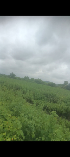  Agricultural Land 2 Acre for Sale in Seloo, Wardha