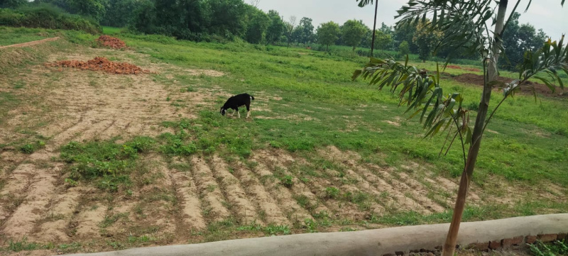 4 Acre Agricultural/Farm Land for Sale in Katol, Nagpur