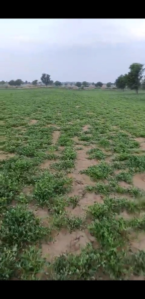  Agricultural Land 75 Bigha for Sale in Sri Dungargarh, Bikaner