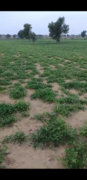  Agricultural Land 75 Bigha for Sale in Sri Dungargarh, Bikaner