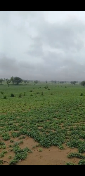  Agricultural Land 75 Bigha for Sale in Sri Dungargarh, Bikaner