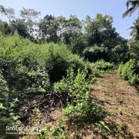  Residential Plot for Sale in Madkai, North Goa
