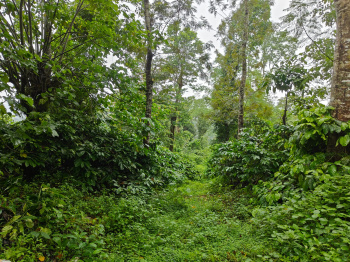  Agricultural Land for Sale in Madikeri, Kodagu