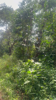  Agricultural Land for Sale in Madikeri, Kodagu