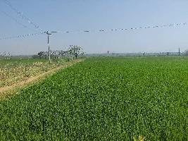  Agricultural Land for Sale in Sadashiva Nagar, Nizamabad