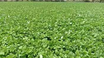 Agricultural Land 2 Acre for Sale in Gudivada, Krishna
