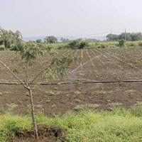  Agricultural Land for Sale in Chincholi, Gulbarga