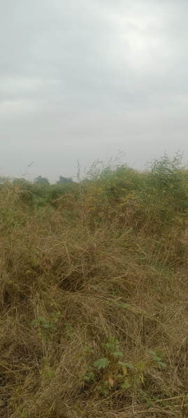  Agricultural Land 38 Acre for Sale in Tandur, Vikarabad