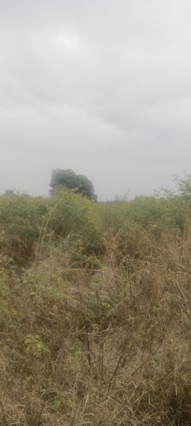  Agricultural Land 38 Acre for Sale in Tandur, Vikarabad