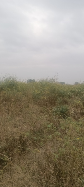  Agricultural Land 38 Acre for Sale in Tandur, Vikarabad