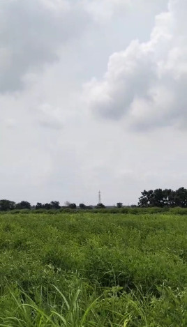  Agricultural Land 22 Acre for Sale in Tandur, Vikarabad