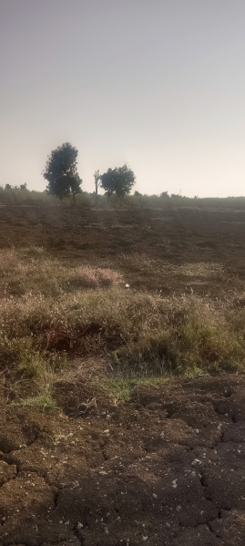  Agricultural Land 12 Acre for Sale in Tadlapalle, Sangareddy