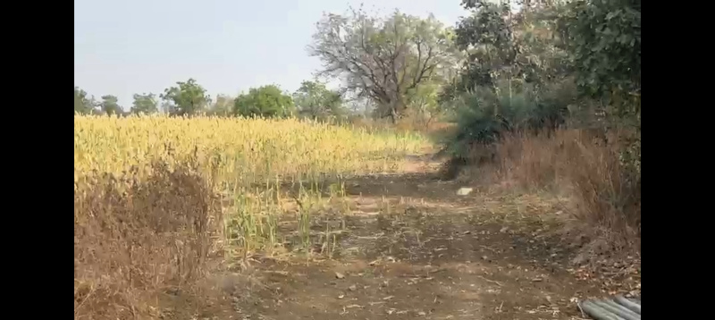  Agricultural Land 100 Acre for Sale in Sedam, Gulbarga