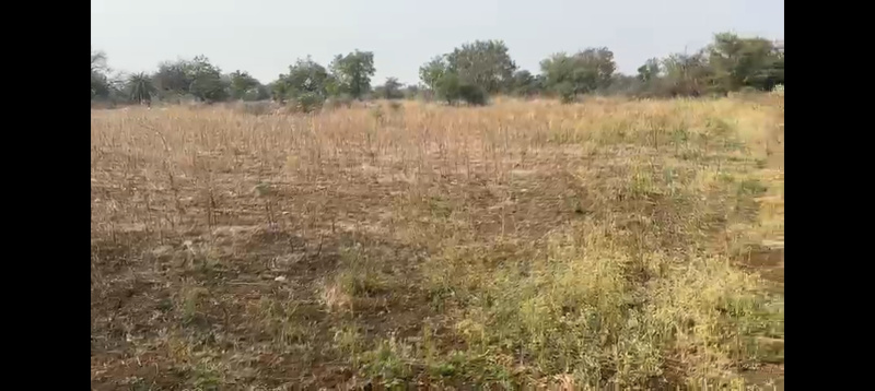  Agricultural Land 100 Acre for Sale in Sedam, Gulbarga