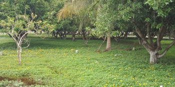  Agricultural Land for Sale in Mahindra City, Chennai