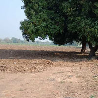  Agricultural Land for Sale in Manjusar, Vadodara