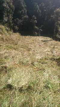  Agricultural Land for Sale in Bhowali, Nainital