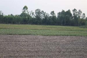  Agricultural Land for Sale in Arumbakkam, Chennai