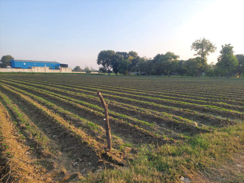  Agricultural Land 5292 Sq. Yards for Sale in Pilkhuwa, Hapur