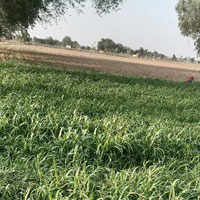  Agricultural Land for Sale in Bhadawas rewari, Rewari, Rewari