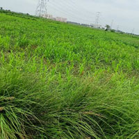  Agricultural Land for Sale in Farrukhnagar, Gurgaon