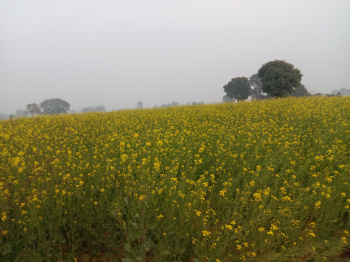  Agricultural Land for Sale in Manesar, Gurgaon