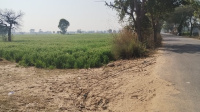  Agricultural Land for Sale in Badsa, Jhajjar