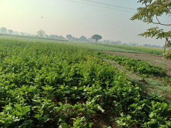  Agricultural Land for Sale in Tijara Road, Alwar