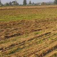  Agricultural Land for Sale in Faridpur, Bareilly