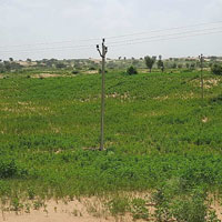  Agricultural Land for Sale in Suratgarh, Ganganagar