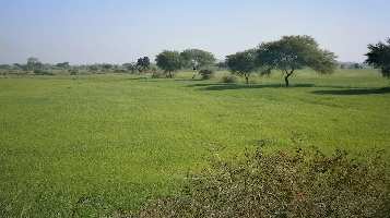  Agricultural Land for Rent in Jagdishpur, Bhojpur