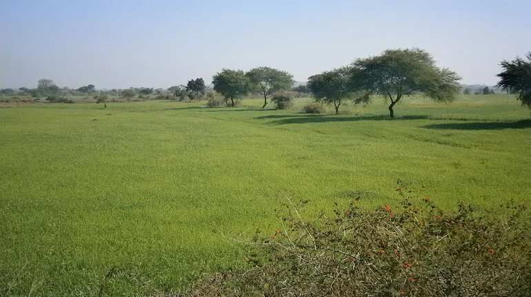  Agricultural Land 4 Acre for Rent in Jagdishpur, Bhojpur