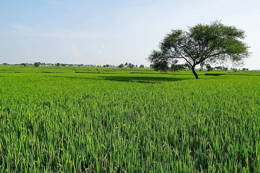 Agricultural Land 2 Acre for Sale in Bodhan, Nizamabad