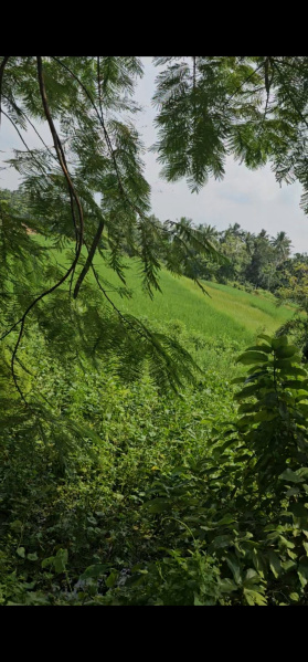  30 Katha Residential Plot for Sale in Shyampur, Howrah