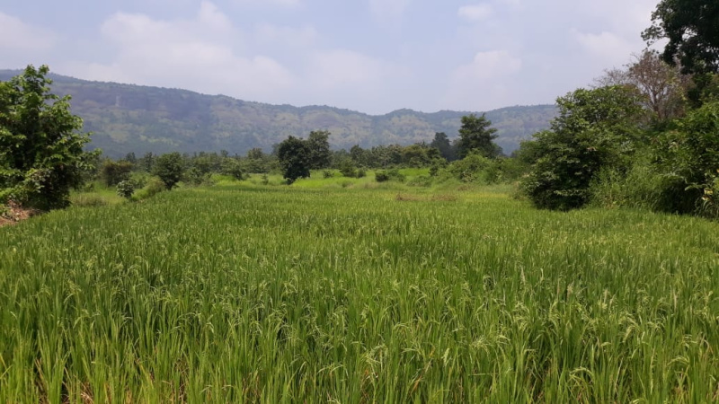  Agricultural Land 80000 Sq.ft. for Sale in Karjat, Mumbai