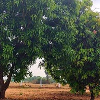  Agricultural Land for Sale in Kaveripakkam, Chennai
