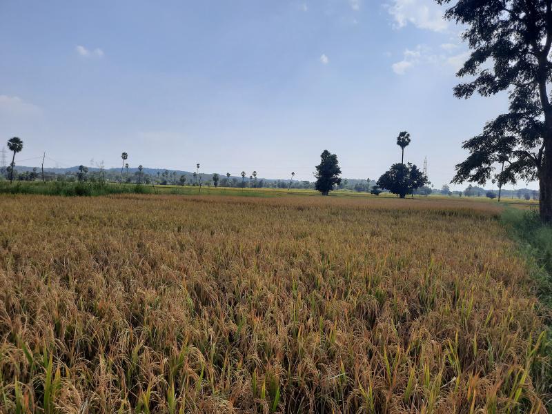  Agricultural Land 2 Acre for Sale in Lachapet, Kamareddy