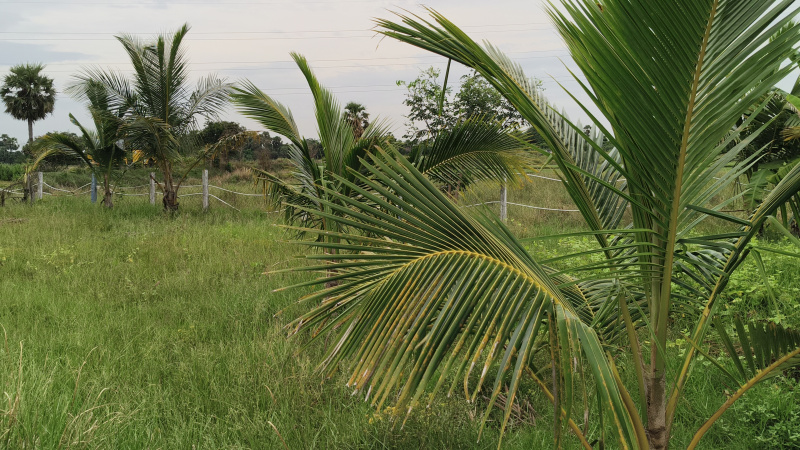  1 Acre Agricultural/Farm Land for Sale in Maiyur, Chengalpattu