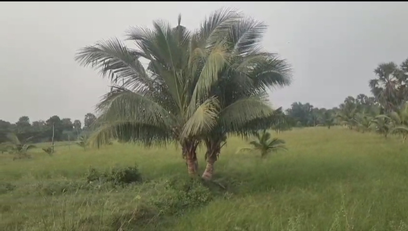  1 Acre Agricultural/Farm Land for Sale in Maduranthakam, Chengalpattu