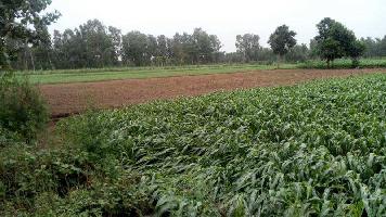  Agricultural Land for Sale in Imlikhera, Haridwar