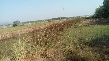  Agricultural Land for Sale in Katarpur Alipur, Haridwar
