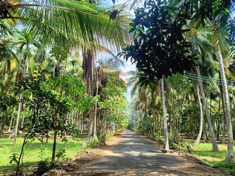 Agricultural Land 170 Acre for Sale in Andipatti Jakkampatti, Theni
