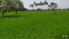 Agricultural Land 4 Acre for Sale in Chintalapudi, West Godavari
